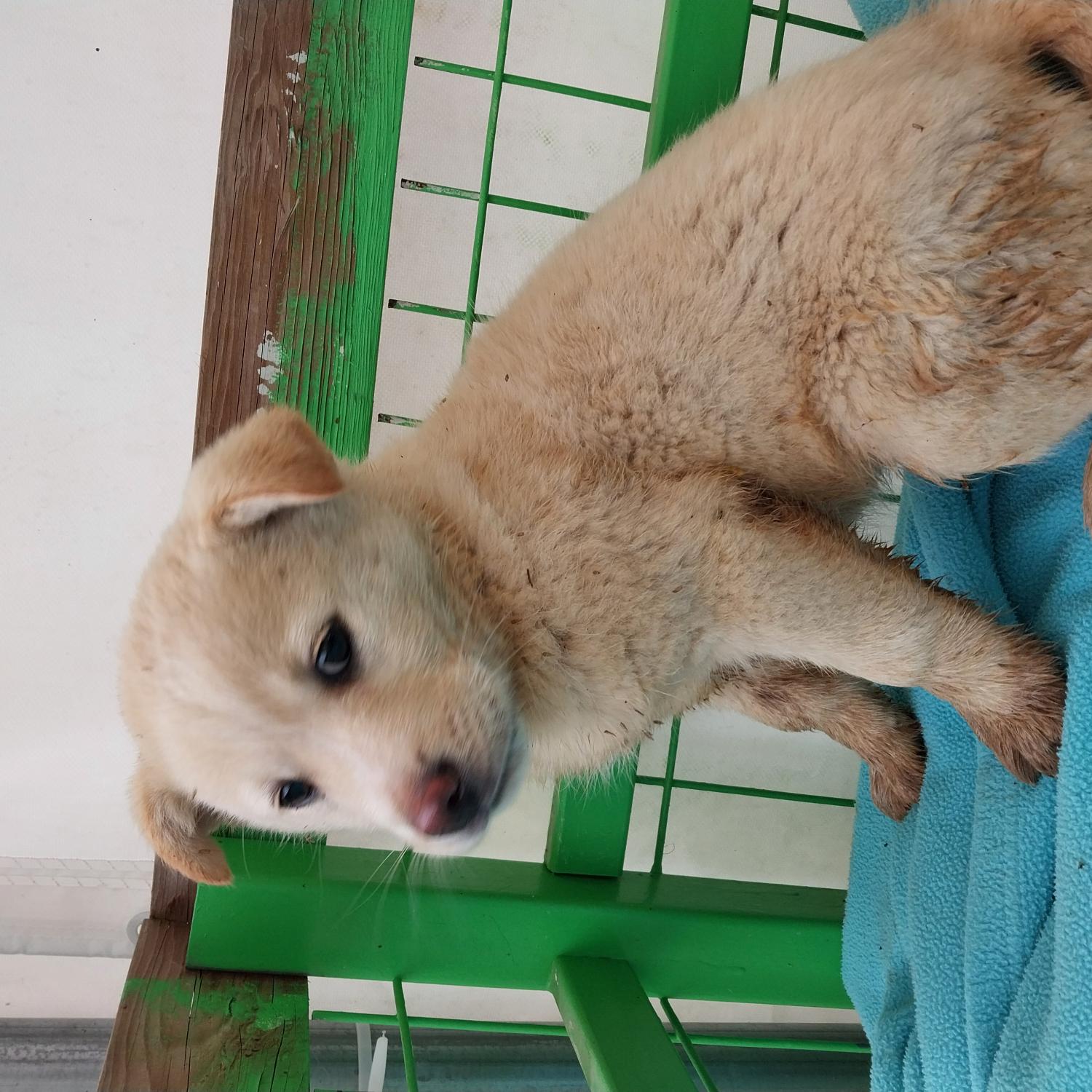 군산유기동물보호센터_445467202500175